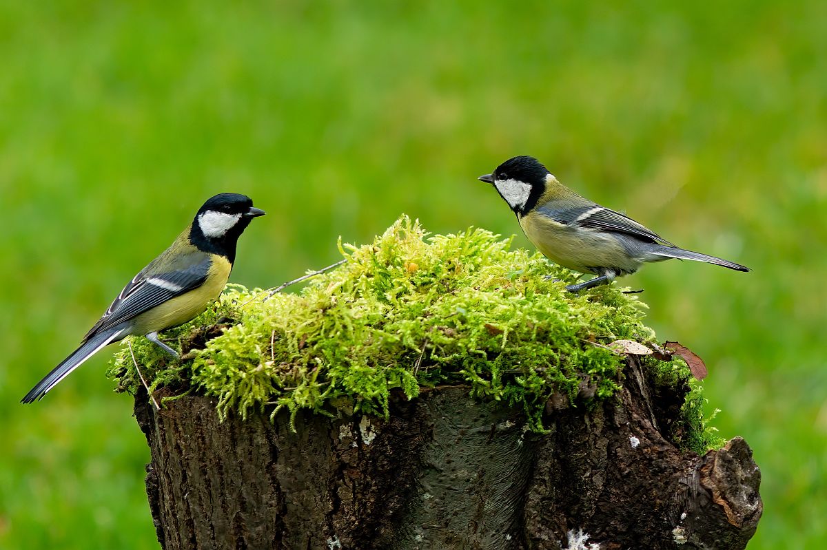 GREAT TIT (Parus major)